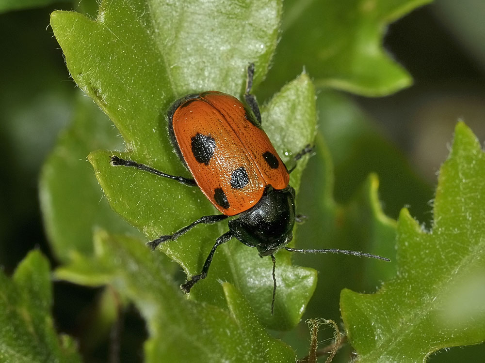 Chrysomelidae:  Cryptocephalus loreyi, femmina